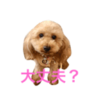 メイプル＆ココア＆ヒナ（個別スタンプ：2）