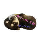 チワワ生活（個別スタンプ：1）