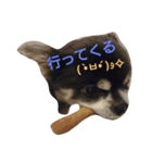 チワワ生活（個別スタンプ：3）