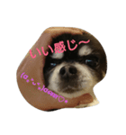 チワワ生活（個別スタンプ：4）