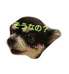 チワワ生活（個別スタンプ：9）
