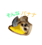 はーちゃん。（個別スタンプ：12）