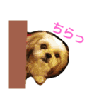はーちゃん。（個別スタンプ：26）