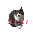 ジュリちゃん（個別スタンプ：3）