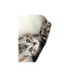 猫のちゃっくのスタンプ（個別スタンプ：3）