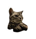 猫のちゃっくのスタンプ（個別スタンプ：4）