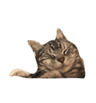 猫のちゃっくのスタンプ（個別スタンプ：7）