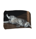 猫のちゃっくのスタンプ（個別スタンプ：14）