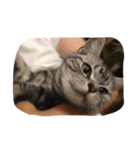 猫のちゃっくのスタンプ（個別スタンプ：15）