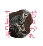 ごましおスタンプ3（個別スタンプ：10）