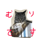ごましおスタンプ3（個別スタンプ：13）