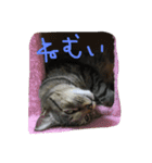 ごましおスタンプ3（個別スタンプ：14）