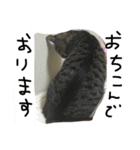 ごましおスタンプ3（個別スタンプ：16）