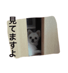 家族専用2（個別スタンプ：2）