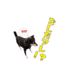 黒柴のルキくん（個別スタンプ：13）