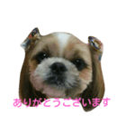 琥珀①（個別スタンプ：6）