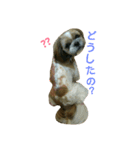 琥珀①（個別スタンプ：8）