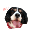ちゃちゃのスタンプ（個別スタンプ：6）