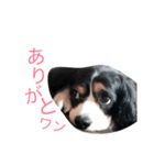 ちゃちゃのスタンプ（個別スタンプ：8）