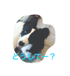 ボーダーコリーとシェパード（個別スタンプ：1）