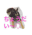ボーダーコリーとシェパード（個別スタンプ：2）