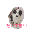 ボーダーコリーとシェパード（個別スタンプ：4）
