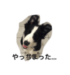 ボーダーコリーとシェパード（個別スタンプ：6）