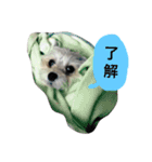 ジュマペールちょこ（個別スタンプ：12）