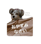 ジュマペールちょこ（個別スタンプ：13）