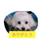 チーくんだよ2（個別スタンプ：2）