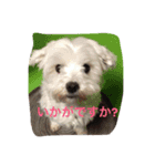 チーくんだよ2（個別スタンプ：6）