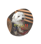 チーくんだよ2（個別スタンプ：8）
