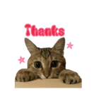 おうちねこ（個別スタンプ：1）