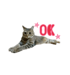 おうちねこ（個別スタンプ：2）