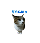 おうちねこ（個別スタンプ：3）