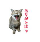 おうちねこ（個別スタンプ：4）
