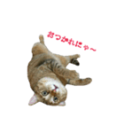 おうちねこ（個別スタンプ：5）