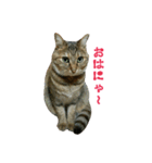 おうちねこ（個別スタンプ：6）