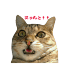 おうちねこ（個別スタンプ：9）