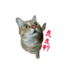 おうちねこ（個別スタンプ：10）
