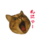 おうちねこ（個別スタンプ：11）