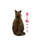 おうちねこ（個別スタンプ：12）