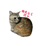 おうちねこ（個別スタンプ：13）