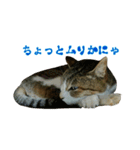 おうちねこ（個別スタンプ：14）