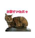 おうちねこ（個別スタンプ：16）