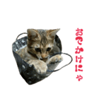 おうちねこ（個別スタンプ：17）