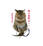 おうちねこ（個別スタンプ：20）