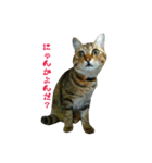 おうちねこ（個別スタンプ：22）