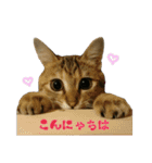 おうちねこ（個別スタンプ：23）