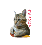おうちねこ（個別スタンプ：24）
